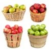 4-in-1 Apple Tree -Garden Plant Store 4 in 1 Apple 600x600 f3045961 5398 4298 ab46 f05694ca30e3