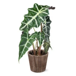 Alocasia Polly With Decorative Pot -Garden Plant Store 5IN Brown Wilson with Alocasia Poly e43f88d9 a535 43db b620 678cc676ce45