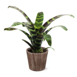Zebra Plant In Decorative Pot -Garden Plant Store 5IN Brown Wilson with Splinriet Bromeliad b0b5d4a4 c8f2 40fe b317 71eca7afa132