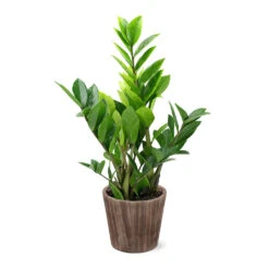 5-Inch ZZ Plant In Decorative Pot 10 5-Inch ZZ Plant In Decorative Pot -Garden Plant Store 5IN Brown Wilson with ZZ d9618b4a 610c 4db9 824b 52b4d125a693