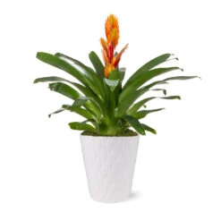 5-Inch Bromeliad In Decorative Pot 11 5-Inch Bromeliad In Decorative Pot -Garden Plant Store 5IN Evi Orange Intenso Bromeliad with Moss Topping