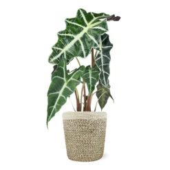 Alocasia Polly With Decorative Pot -Garden Plant Store 5IN Jute with Alocasia Poly 39282069 e2ce 4123 89c6 404869a804ad