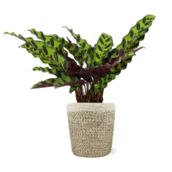 Calathea Rattlesnake With Decorative Pot 20 Calathea Rattlesnake With Decorative Pot -Garden Plant Store 5IN Jute with Calathea Rattlesnake 8712e748 cba2 4cdf a992 b68b5f554875
