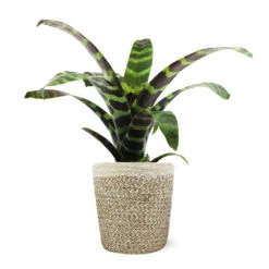 Zebra Plant In Decorative Pot -Garden Plant Store 5IN Jute with Splinriet Bromeliad 88162cef 9c67 4003 9207 e88eb2700019