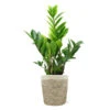 5-Inch ZZ Plant In Decorative Pot 2 5-Inch ZZ Plant In Decorative Pot -Garden Plant Store 5IN Jute with ZZ 600x600 1