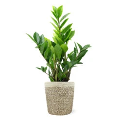 5-Inch ZZ Plant In Decorative Pot 11 5-Inch ZZ Plant In Decorative Pot -Garden Plant Store 5IN Jute with ZZ 1a07c7a6 5ad0 44c5 b0da 41fcc0b7d538