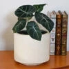 Alocasia Black Velvet -Garden Plant Store ALocasia Black Velvet FGT 600x600 0116f4c4 82f9 4446 b11b 3ec62b7ae690