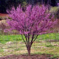 Ace Of Hearts Redbud Tree -Garden Plant Store Ace of Hearts 1