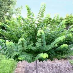 Ace Of Hearts Redbud Tree -Garden Plant Store Ace of Hearts 2