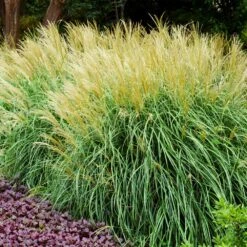 Adagio Maiden Grass 8 Adagio Maiden Grass -Garden Plant Store Adagio Madien Grass 3 FGT