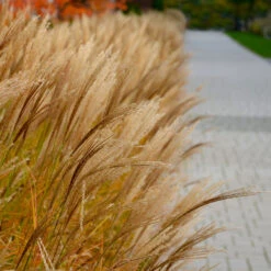 Adagio Maiden Grass 9 Adagio Maiden Grass -Garden Plant Store Adagio Madien Grass 7 FGT