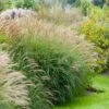 Adagio Maiden Grass 1 Adagio Maiden Grass -Garden Plant Store Adagio Madien Grass FGT 600x600 de825f1b 5b05 42aa 9a78 c9090da19d78