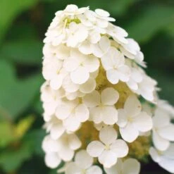 Alice Oakleaf Hydrangea -Garden Plant Store Alice Oakleaf Hydrangea 2