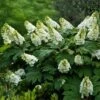 Alice Oakleaf Hydrangea -Garden Plant Store Alice Oakleaf Hydrangea FGT 600x600 114553d2 b957 41b8 81e9 36bf1662cd52