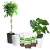 All-in-One House Plant Starter Kit -Garden Plant Store AllinOneHouseplant Kit 600x600 8701745b 5d2b 4567 9db8 4004946abd2b