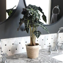 Alocasia Polly With Decorative Pot -Garden Plant Store Alocasia 2