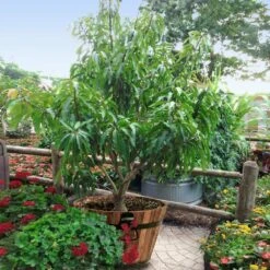 Alphonso Mango 10 Alphonso Mango -Garden Plant Store Alphonso Mango 1 FGT