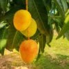 Alphonso Mango -Garden Plant Store Alphonso Mango FGT 600x600 276d8cf8 8d09 4e9e a9a6 e75c33c90b10