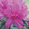 Autumn Amethyst® Encore® Azalea 1 Autumn Amethyst® Encore® Azalea -Garden Plant Store Amathyst Encore Azalea 600x600 d5c85a1a 96c9 437b b713 6a0b44fcc575
