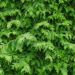 American Arborvitae 10 American Arborvitae -Garden Plant Store American Arborvitae