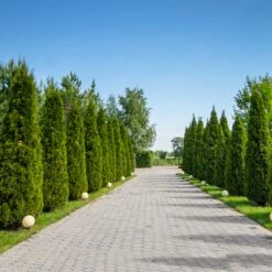 American Arborvitae 11 American Arborvitae -Garden Plant Store American Arborvitae 8 FGT