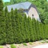 American Arborvitae 1 American Arborvitae -Garden Plant Store American Arborvitae FGT 600x600 66a6204b d353 41a4 b093 f749e6956bfc