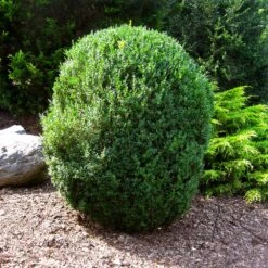 American Boxwood Shrub 12 American Boxwood Shrub -Garden Plant Store American Boxwood 1 FGT