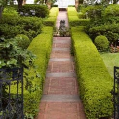 American Boxwood Shrub 13 American Boxwood Shrub -Garden Plant Store American Boxwood 6 FGT