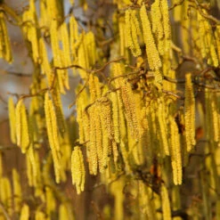 American Hazelnut Filbert 11 American Hazelnut Filbert -Garden Plant Store American Hazelnut 2