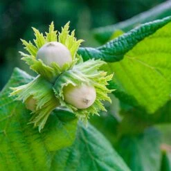 American Hazelnut Filbert 10 American Hazelnut Filbert -Garden Plant Store American Hazelnut 5 FGT