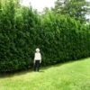 Full Speed A Hedge® American Pillar Arborvitae 2 Full Speed A Hedge® American Pillar Arborvitae -Garden Plant Store American Pillar Arborvitae 600x600 15bd0c00 a879 48d7 a20e 597115f67062