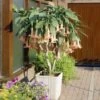 Peach Angel Trumpet -Garden Plant Store Angel Trumpet Vine FGT 600x600 31967270 e40c 40d7 961f 58f034aa9612