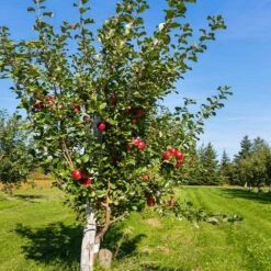 Anna Apple Tree -Garden Plant Store Anna Apple 5 18fd1efa 6104 495b b124 94041e7fae48