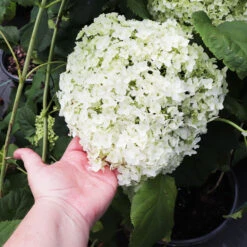 Annabelle Hydrangea Shrub -Garden Plant Store Annabelle Hydrangea 3
