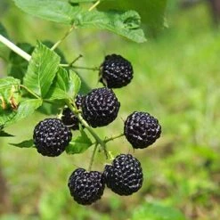 Apache Blackberry -Garden Plant Store Apache Blackberry 450 D1