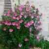 Aphrodite Rose Of Sharon Althea Shrub -Garden Plant Store Aphrodite Rose of Sharon 600x600 557a84dc aec1 46e4 b6c9 ac3b30a0d8c7