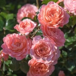 Apricot Drift® Rose 7 Apricot Drift® Rose -Garden Plant Store Apricot Drift Rose 2