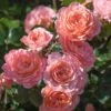 Apricot Drift® Rose 2 Apricot Drift® Rose -Garden Plant Store Apricot Drift Rose 600x600 b21d2c85 ec69 480e 8ebc bc87daa7cd1c