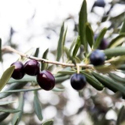 Arbequina Olive Tree - USDA Organic -Garden Plant Store Arbequina Olive 2 FGT 59db1ad0 ae94 44e8 a3fd ed29b67f0ba4
