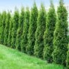 Degroot's Spire Thuja Arborvitae Tree -Garden Plant Store Arborvitae Degroots Sprie 600x600 41708b47 2d9d 4d9d abef b3f9940bb3df