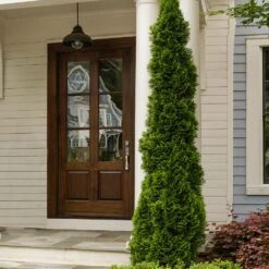 Degroot's Spire Thuja Arborvitae Tree 10 Degroot's Spire Thuja Arborvitae Tree -Garden Plant Store Arborvitae degroots Spire 3