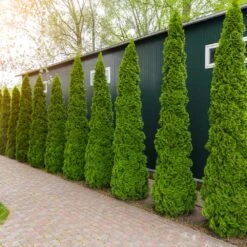 Degroot's Spire Thuja Arborvitae Tree 11 Degroot's Spire Thuja Arborvitae Tree -Garden Plant Store Arborvitae degroots Spire 6 FGT