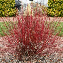 Arctic Fire® Red Twig Dogwood