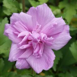 Ardens Rose Of Sharon Althea Shrub 8 Ardens Rose Of Sharon Althea Shrub -Garden Plant Store Ardens Rose of Sharon 3