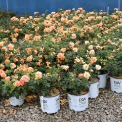 At Last® Rose 14 At Last® Rose -Garden Plant Store At Last Rose 1