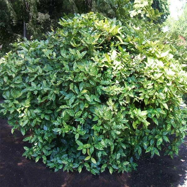 Japanese Gold Dust Aucuba Shrub 3 Japanese Gold Dust Aucuba Shrub