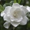 August Beauty Gardenia Shrub 1 August Beauty Gardenia Shrub -Garden Plant Store August Beauty Gardenia 2 FGT
