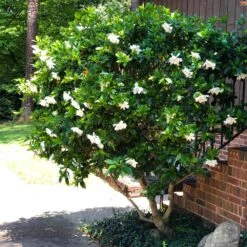 August Beauty Gardenia Shrub -Garden Plant Store August Beauty Gardenia 3 FGT