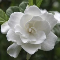 August Beauty Gardenia Shrub -Garden Plant Store August Beauty Gardenia FGT 600x600 bef31f7d 4b59 484e a528 14d16f570e49