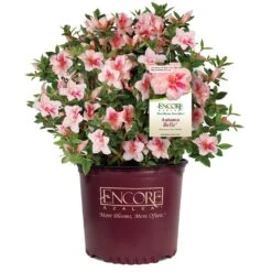 Autumn Belle® Encore® Azalea Shrub 12 Autumn Belle® Encore® Azalea Shrub -Garden Plant Store Autumn Belle Encore Azalea 1